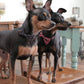 Fun Accessories to Sew for Your Dog -Makeify Marketplace